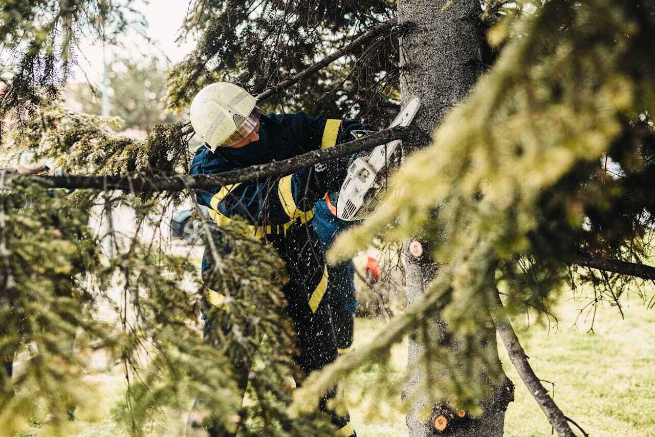 Best Tree Trimming Near Me  in Mary Esther, FL